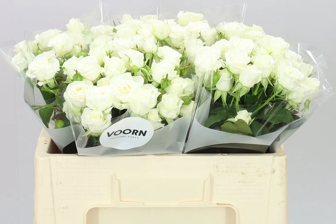 Rosa Tr Wedding Party • 50 cm
