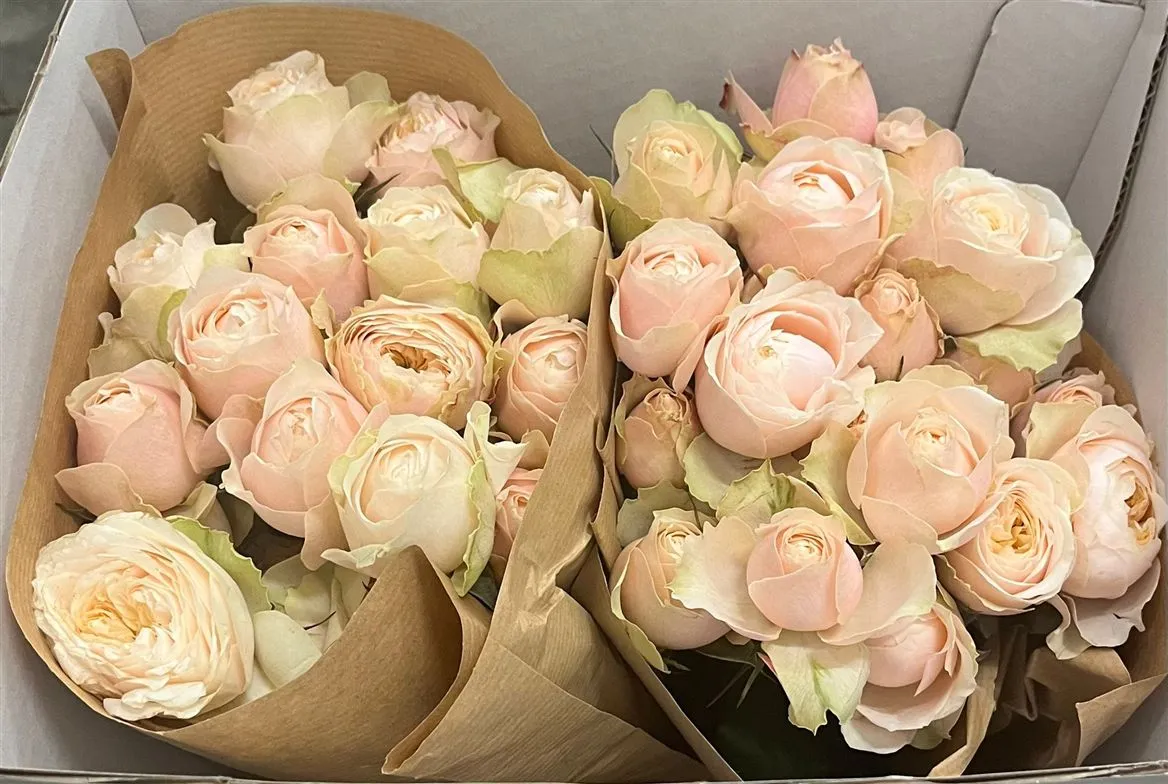 Rosa Spray Garden Darlington • 50 cm