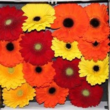 Gerbera Diamond mix Autumn • 55 cm