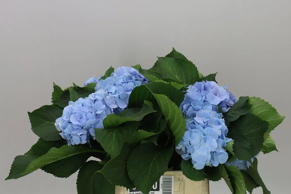 Hortenzia Verena Blue Pale • 40 cm