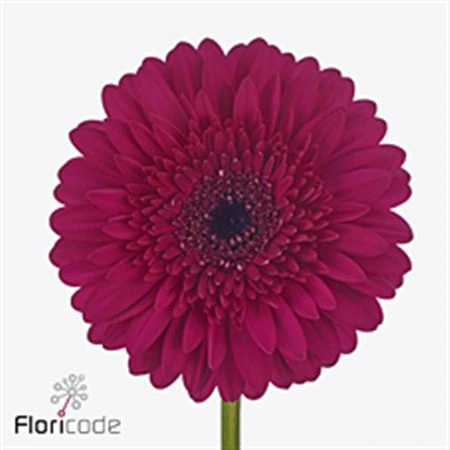 Gerbera Martini • 45 cm