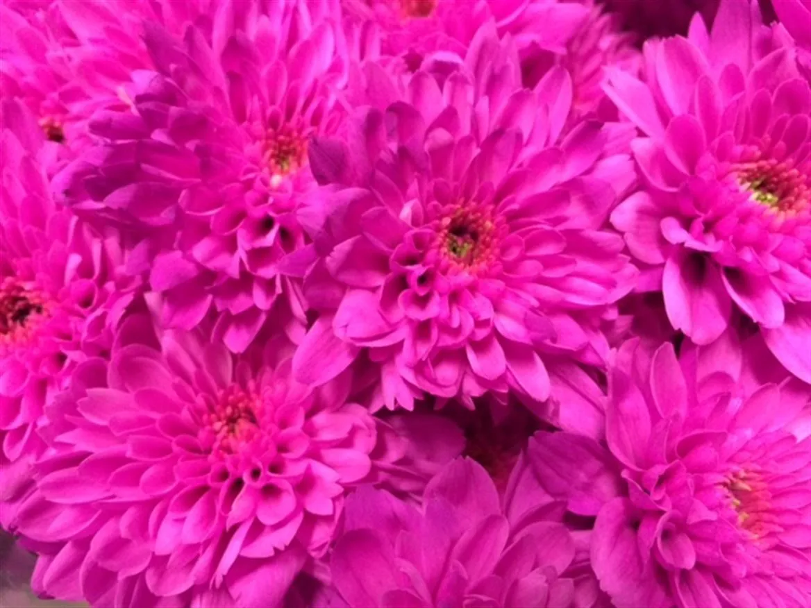 Chryzantéma trsová Euro Cerise • 70 cm