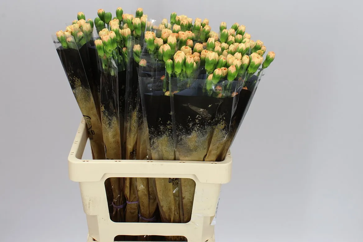 Di Tr Gold • 60 cm
