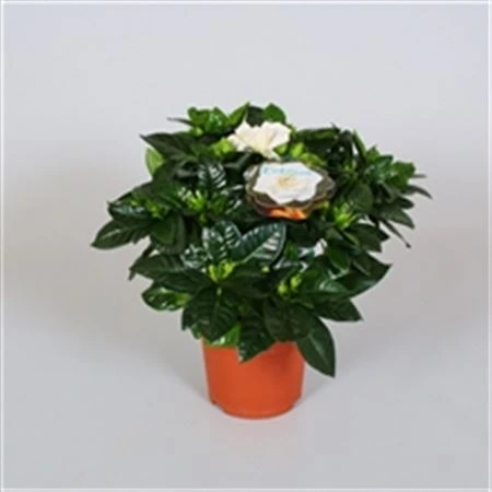 Gardenia • črepník 13 cm