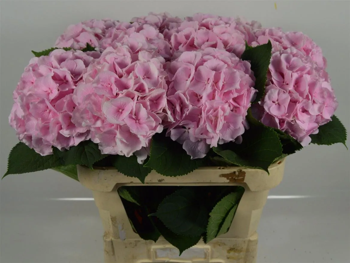 Hyd Verena Pink Pale • 80 cm