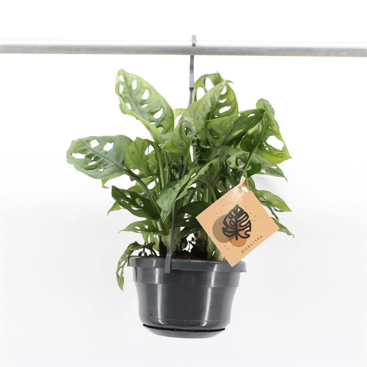 Monstera Monkey Leaf In Hangpot • črepník 14 cm