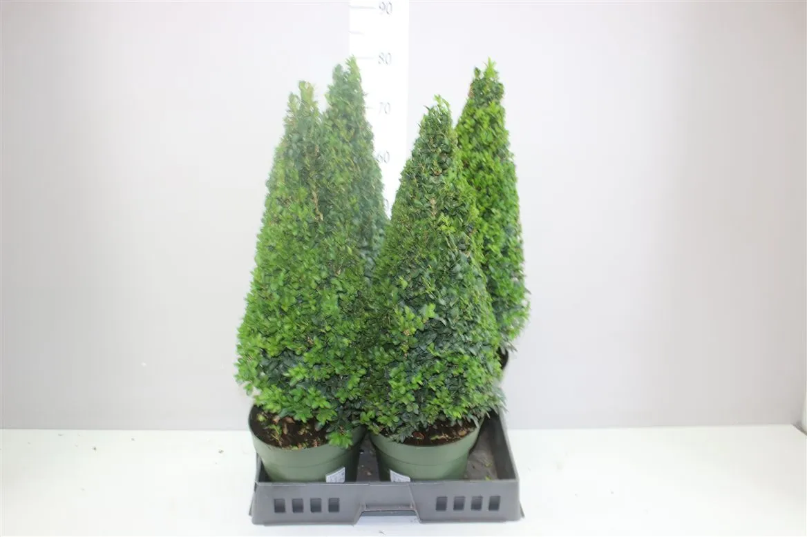 Buxus Semp Pyramide • črepník 21 cm