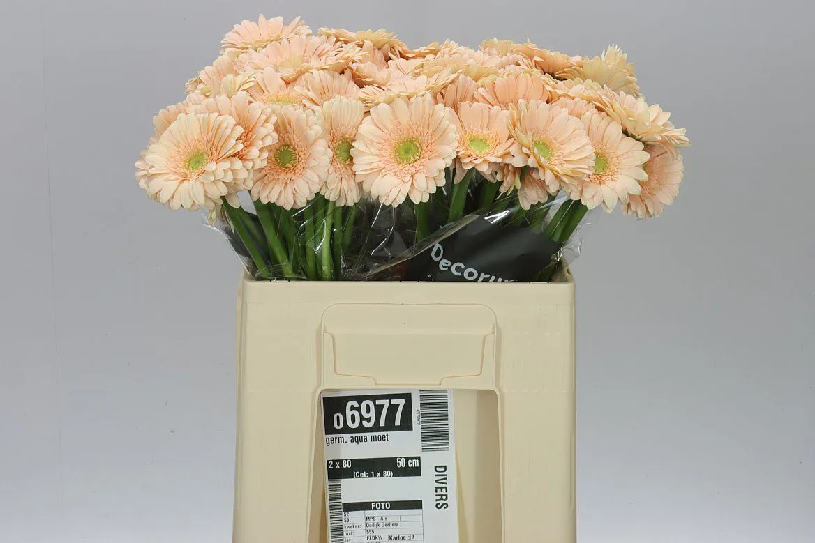 Germini Aqua Moet • 50 cm