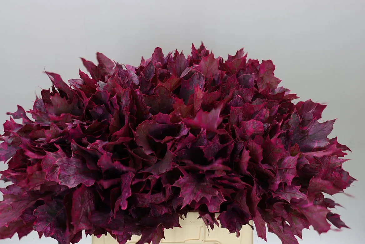 Quercus Rubra Cerise 20st • 60 cm
