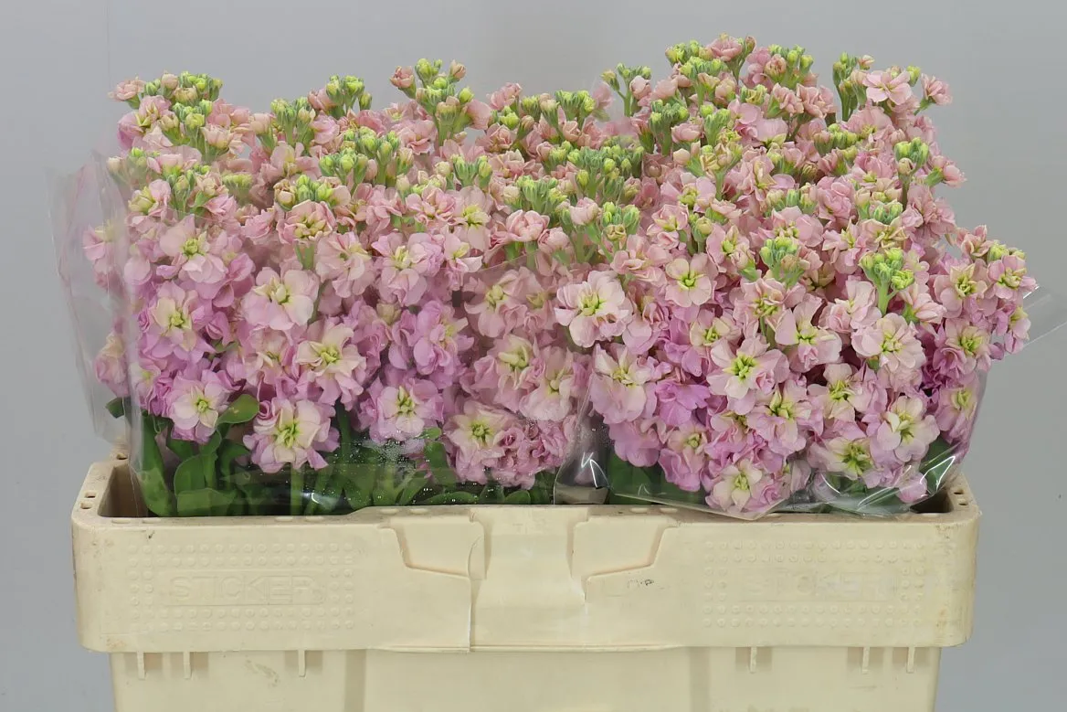 Matthiola Champagne • 52 cm