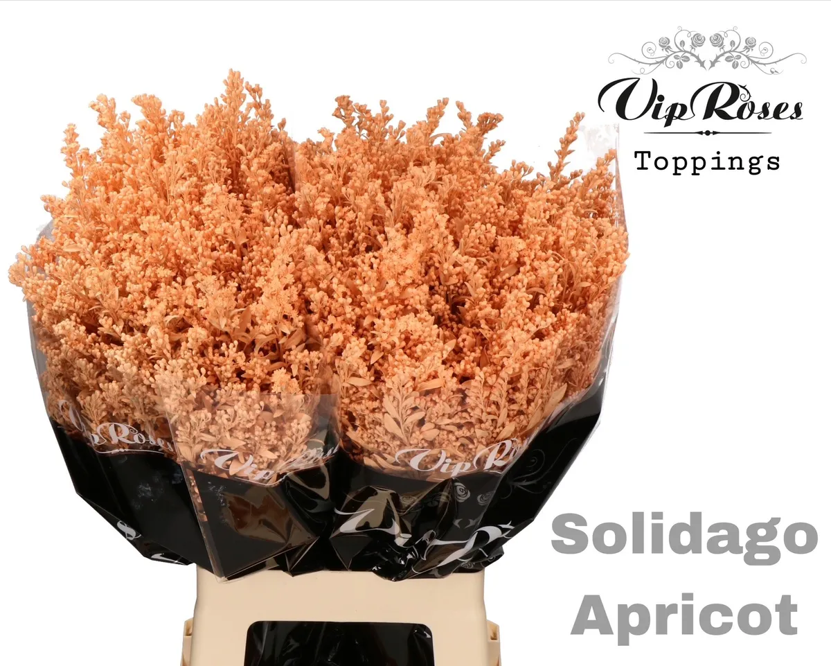 Solidago Apricot • 70 cm
