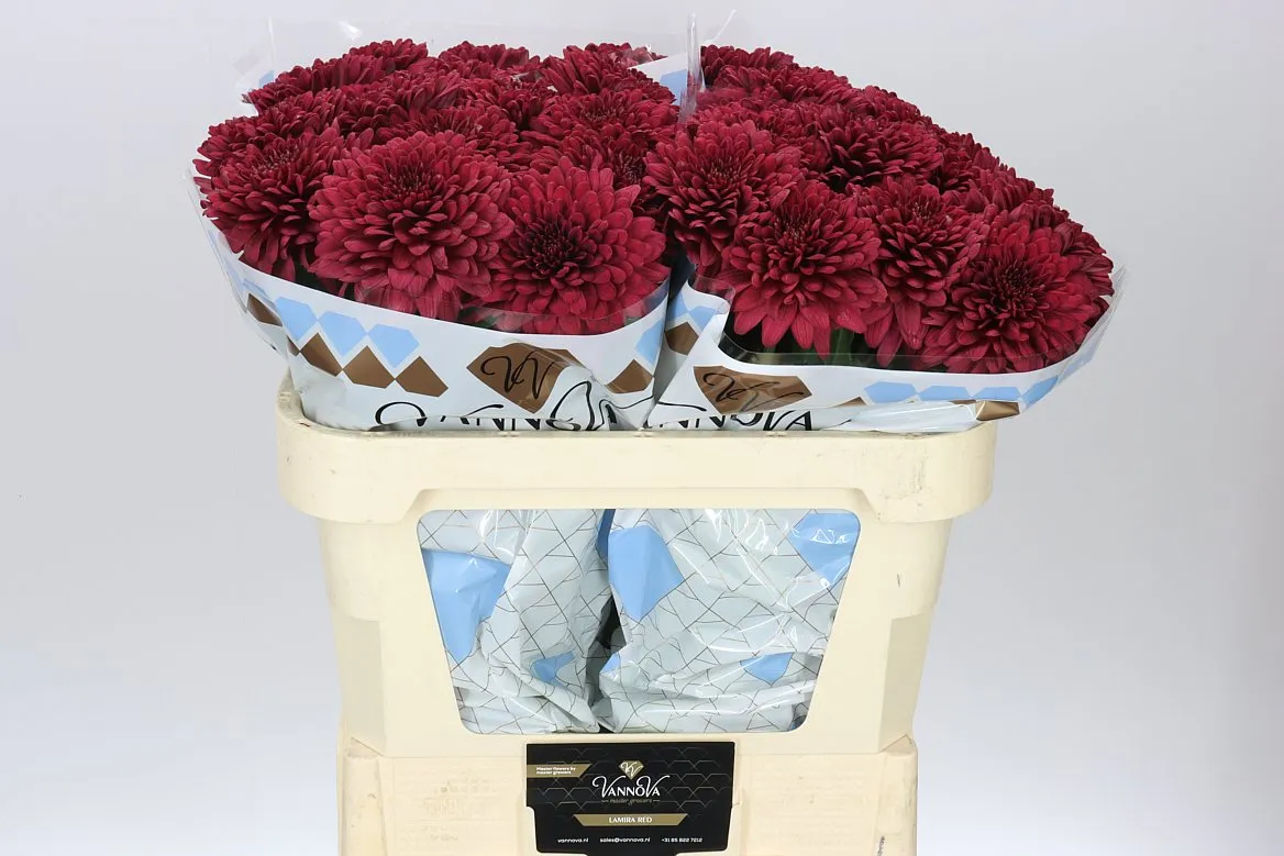 Chr G Lamira Red • 70 cm
