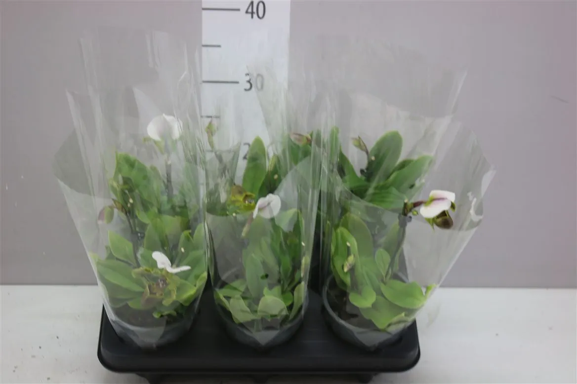 Paphiopedilum Overig 2 Tak • črepník 12 cm