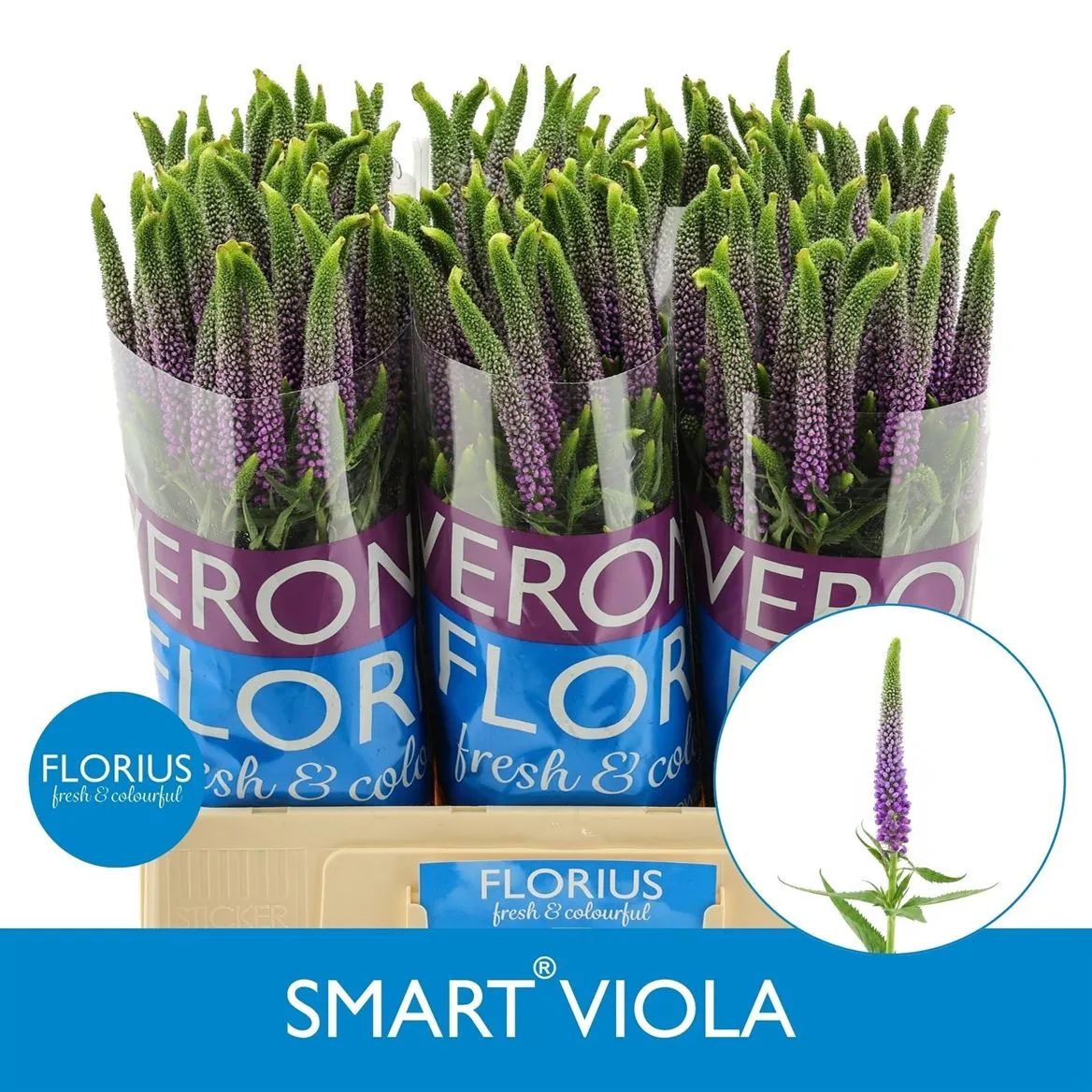 Veronica Smart Viola • 60 cm