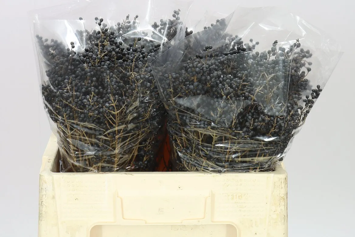 Ligustrum Libelle • 50 cm