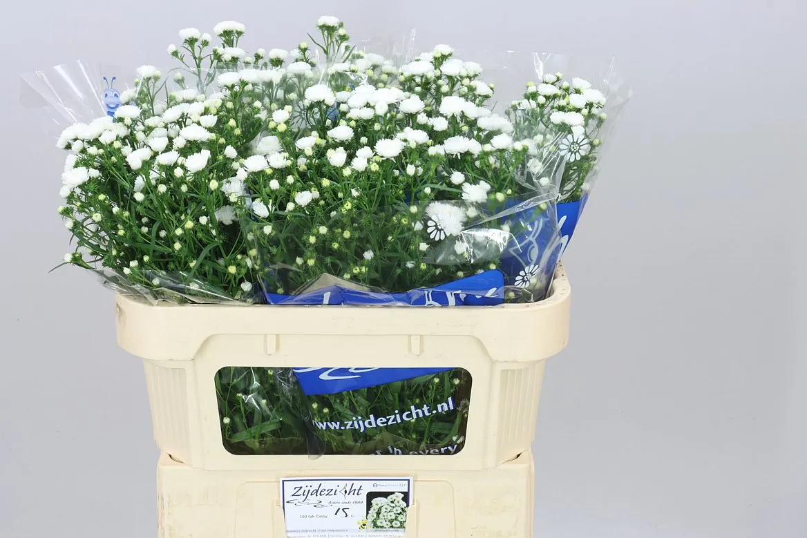 Aster Cassy • 70 cm