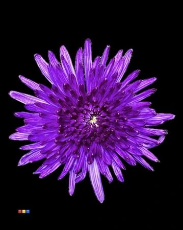 Chryzantéma veľkokvetá Topspin Violet • 70 cm