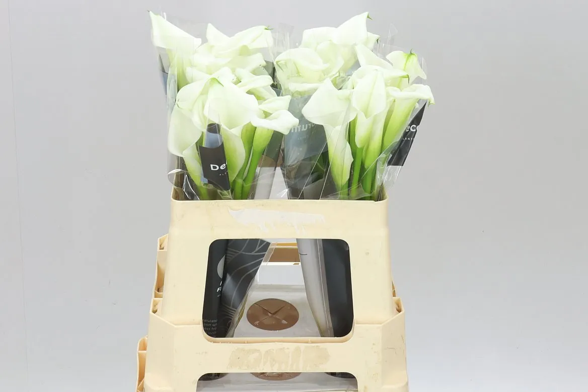 Kala Crystal Blush • 55 cm