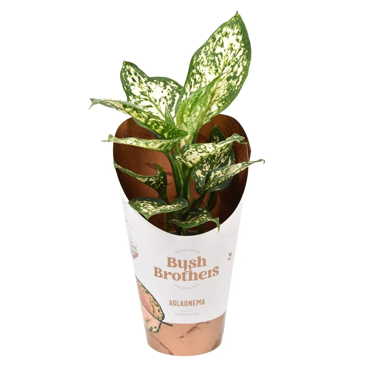 Aglaonema White Star • črepník 12 cm