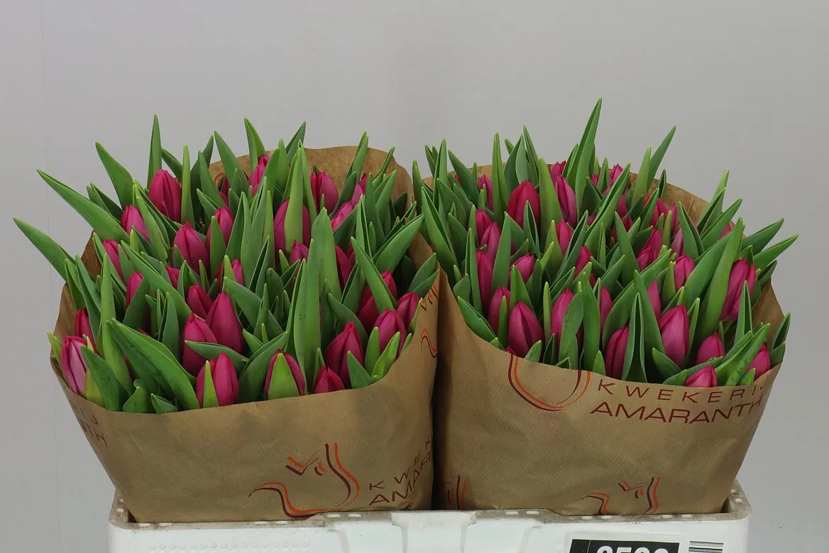 Tulipa En Pink Ardour • 38 cm