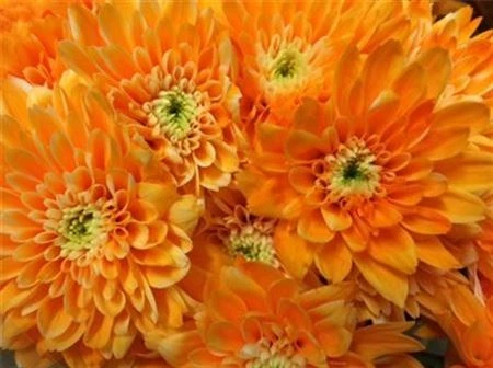 Chryzantéma trsová Euro Peach • 70 cm