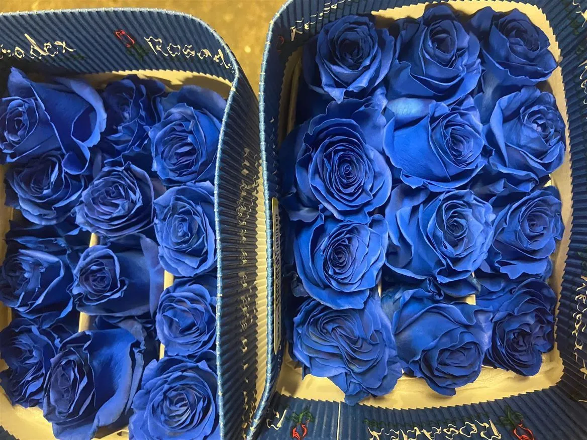 Rosa Gr Ec Tinted Blue • 60 cm