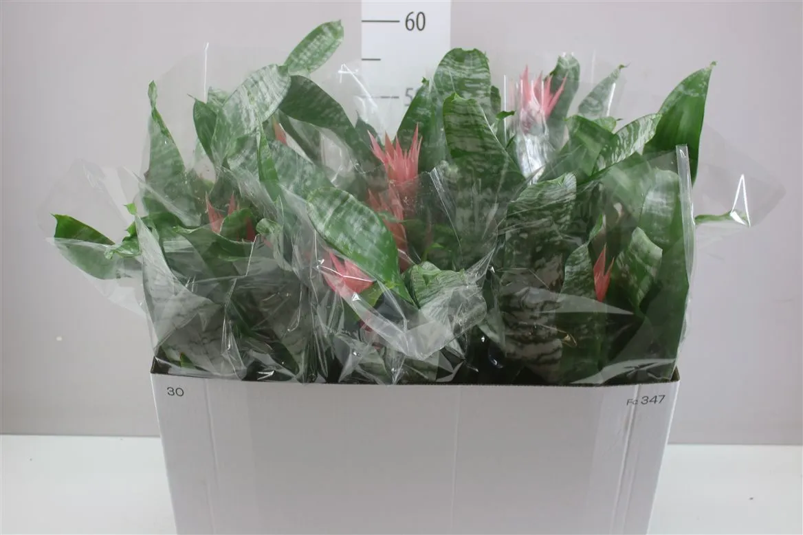Aechmea Fa Primera • črepník 12 cm