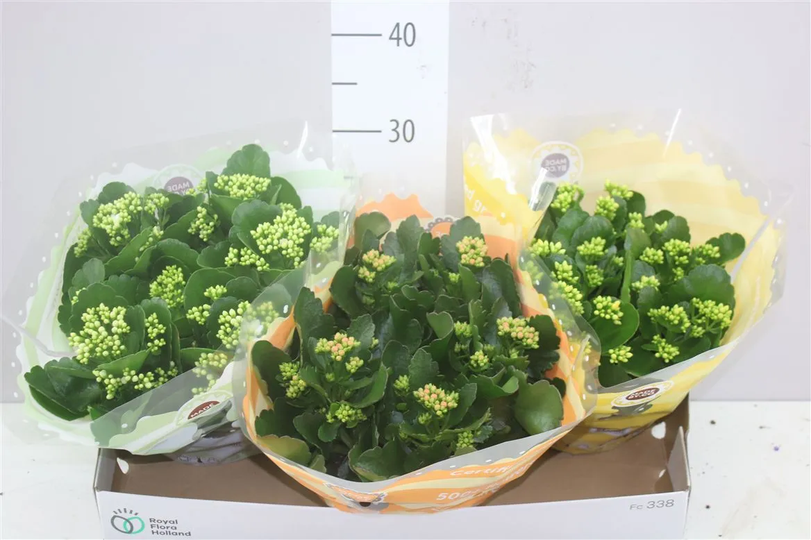 Kalanchoe Calandiva Mix • črepník 23 cm