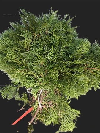 Thuja Smaragd 1,5 kg