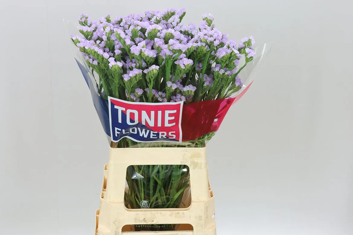 Limónium S Tonie Lavender • 70 cm