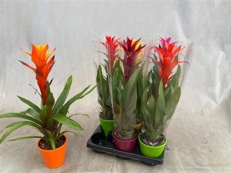 Guzmania mix v keramike Anna • črepník 13 cm