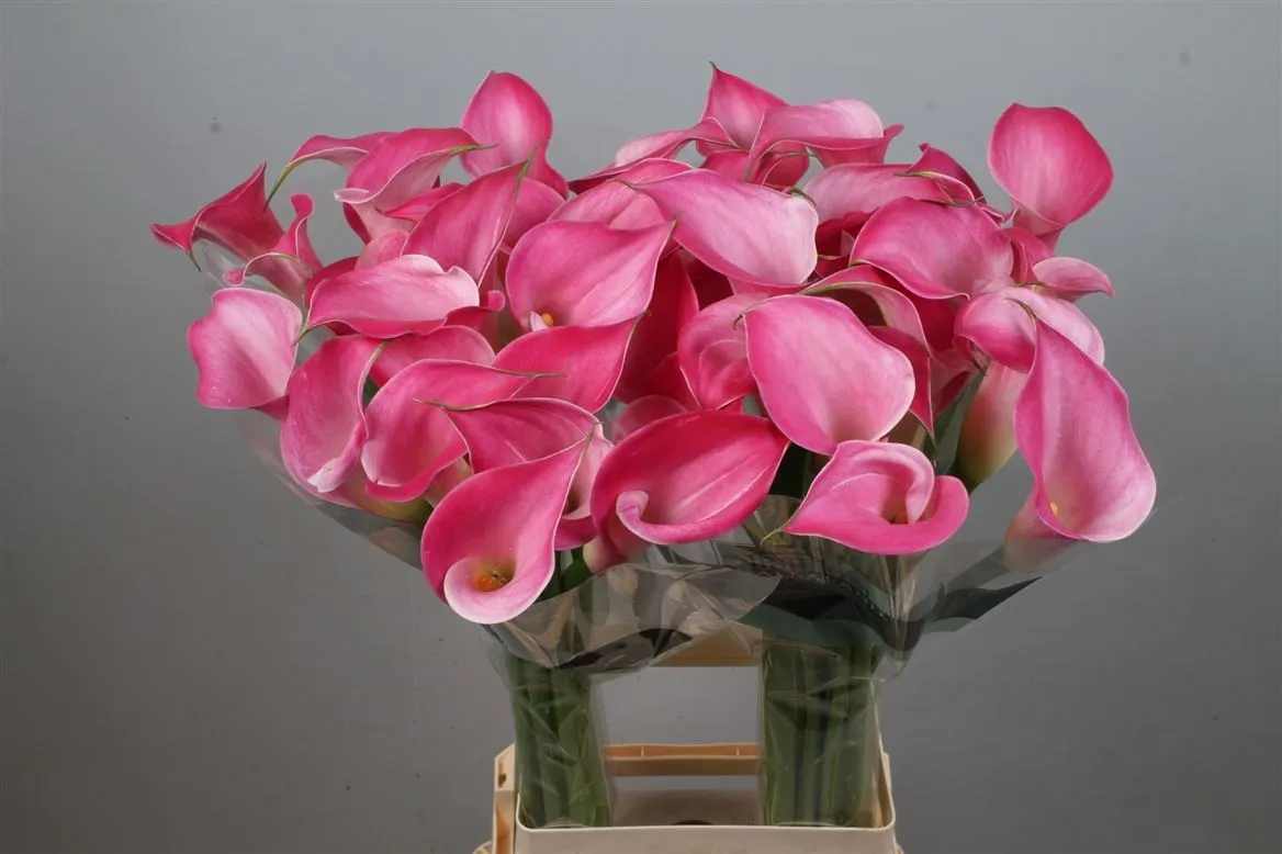 Zant Pink Jewel • 80 cm