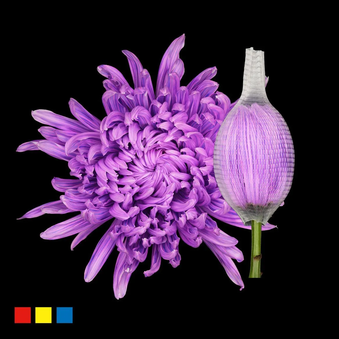 Chryzantéma veľkokvetá Stravina Lila New • 70 cm