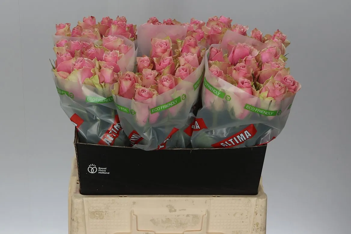 Ruža Athena Royale • 60 cm