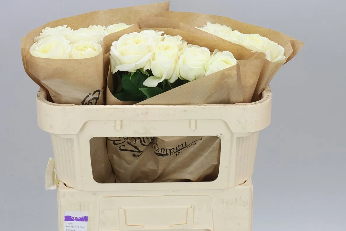 Rosa Gar Chic White! • 60 cm