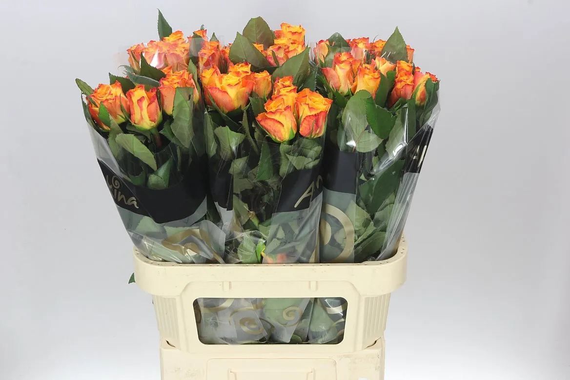 Rosa Gr Marie-claire! • 80 cm