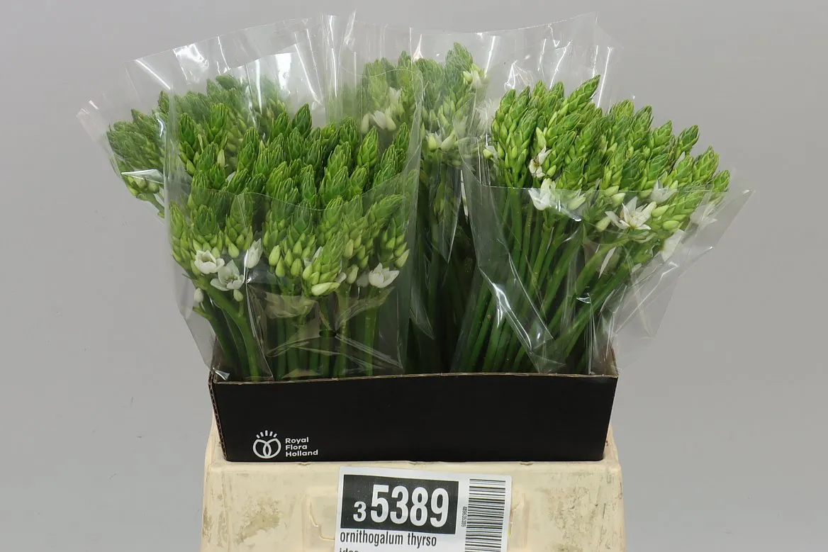 Ornithogalum Thyrsoides • 45 cm