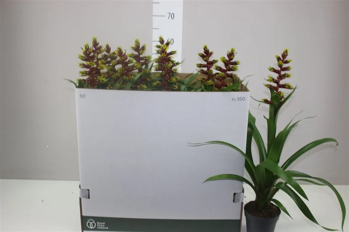 Guzmania Choco • črepník 13 cm