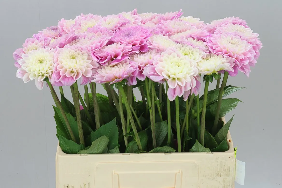 Dahlia Sweet Love • 60 cm
