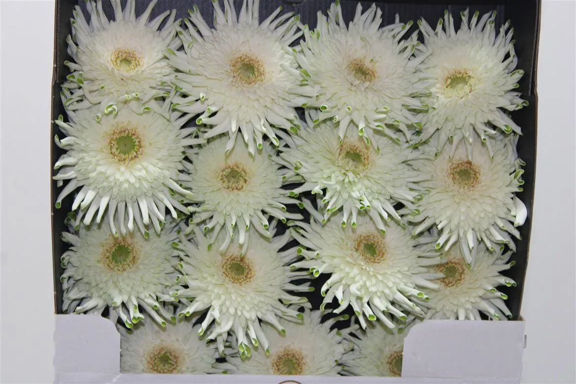 Gerbera Diamond Pasta Blondie • 55 cm