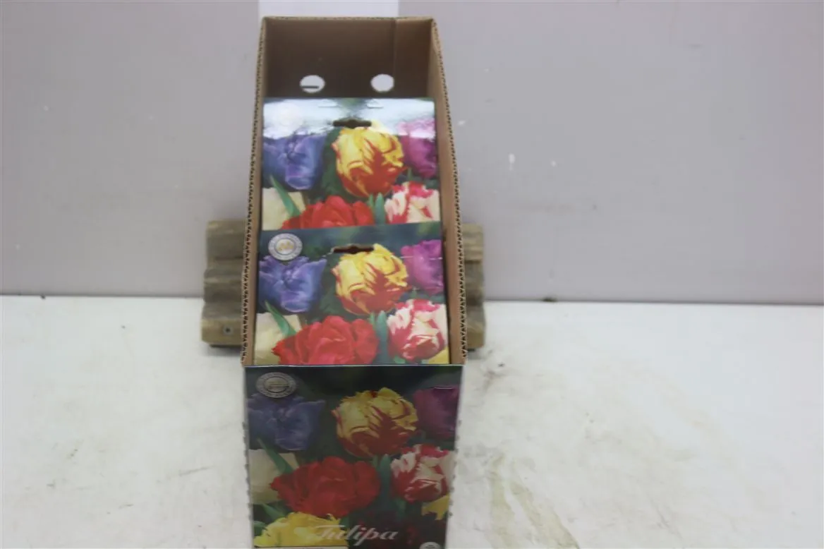 Bol Tulp Parrot mix X7