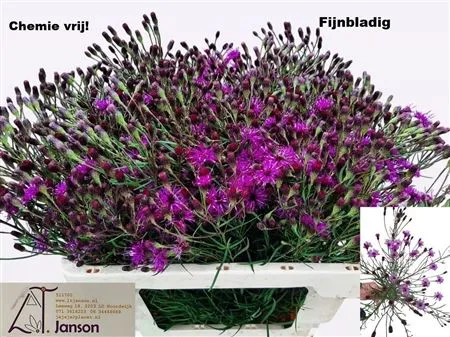 Vernonia Crinita • 60 cm