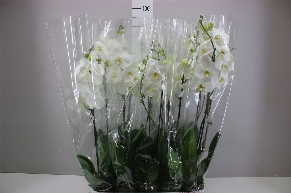 Phal Wit 1 Tak 9+ Rijp • črepník 12 cm