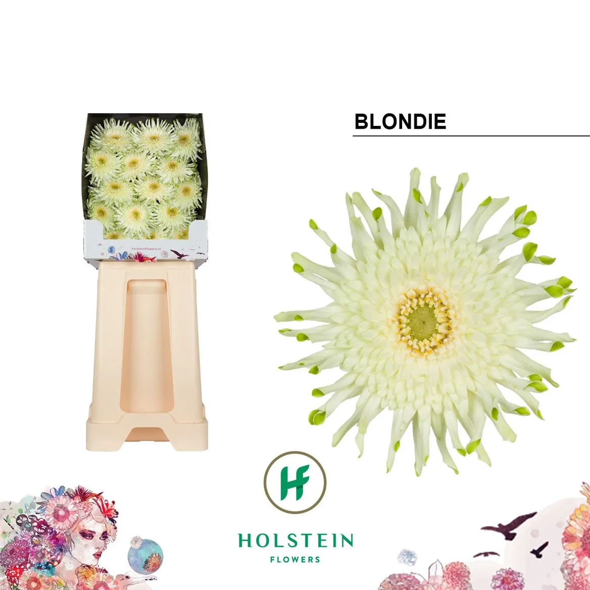 Gerbera Diamond Pasta Blondie • 55 cm