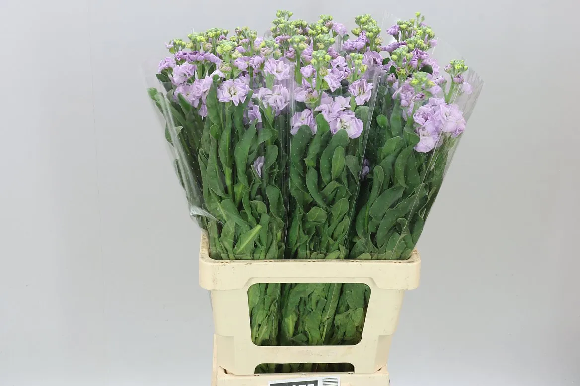 Matthiola Lavender It. Imp • 70 cm