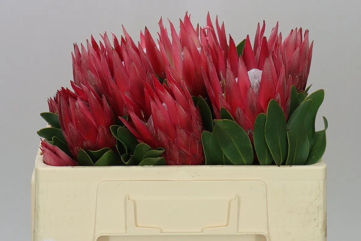 Protea Madiba • 50 cm