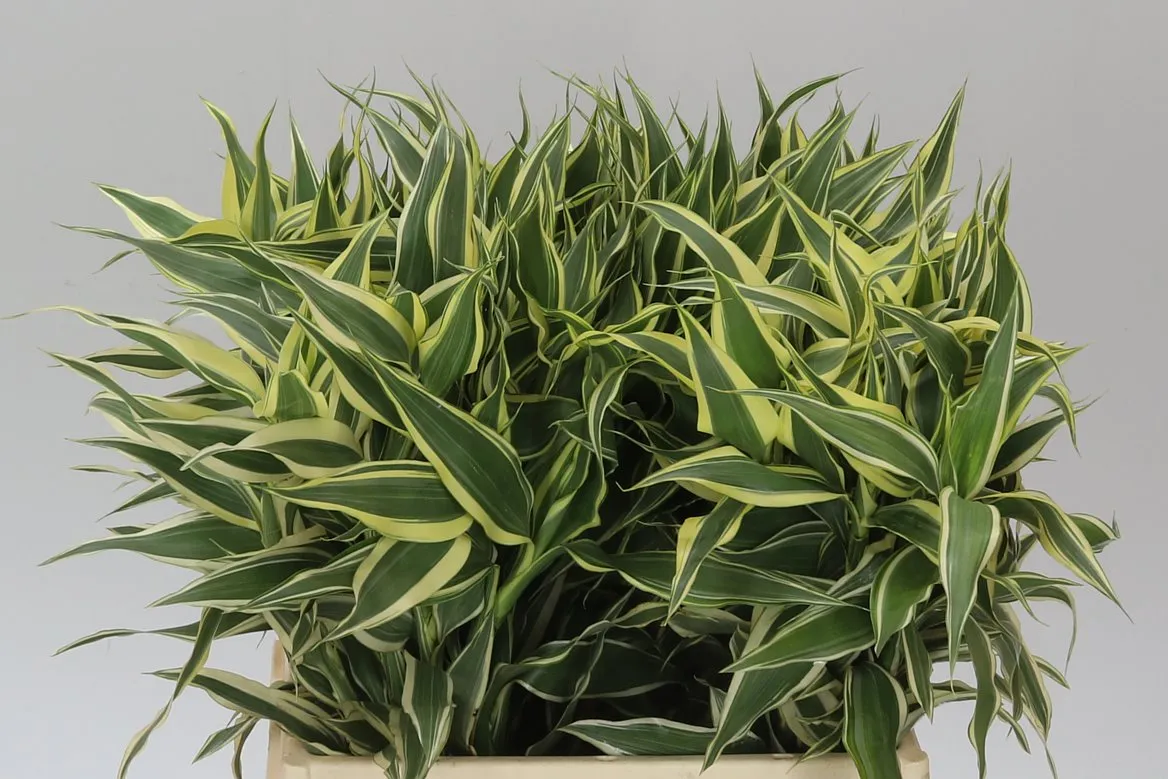 Dracéna San White Green • 50 cm