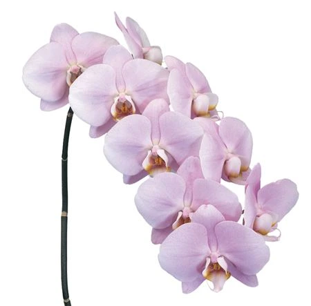 Orchidea Phalaenopsis Manilla X25
