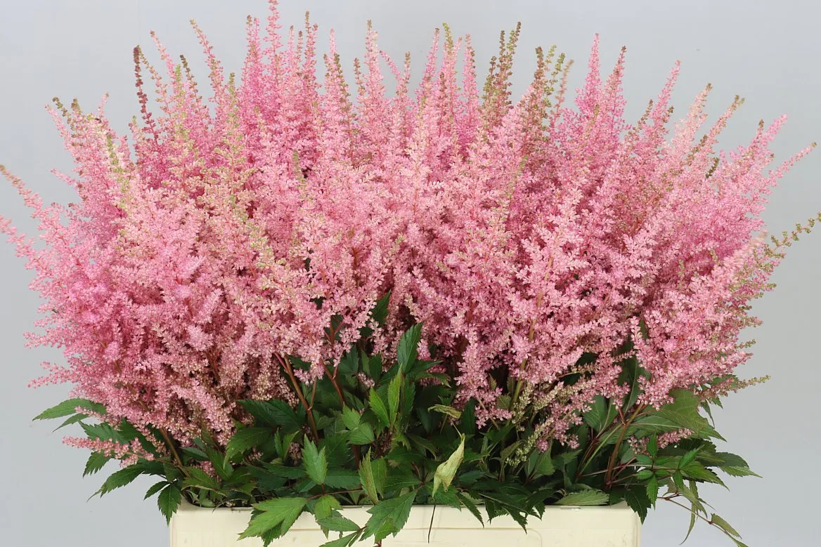 Astilbe Erika • 70 cm