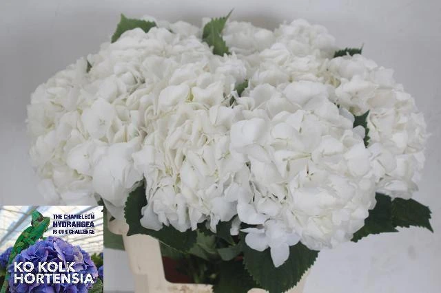 Hortenzia Ch Whi Verena • 60 cm